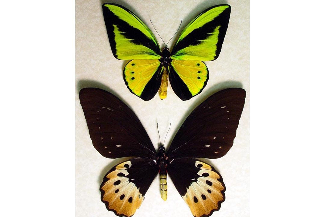 Real Ornithoptera Goliathus Pair Birdwing Butterflies 632