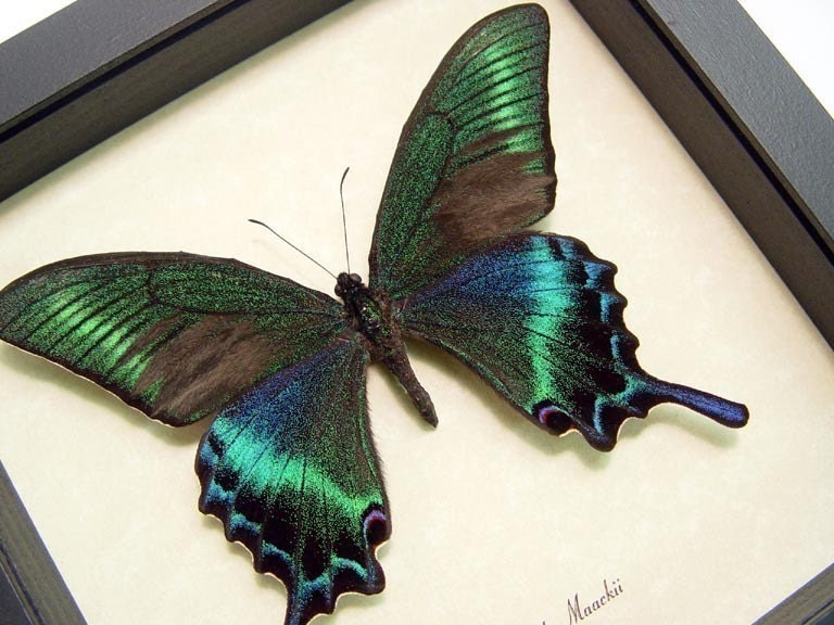 Real Green Papilio Maackii Butterfly Conservation Quality Display 119