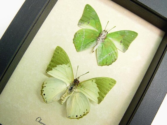 African Sage Green Leaf Butterflies Charaxes Eupale 384P
