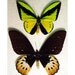 Real Ornithoptera Goliathus Pair Birdwing Butterflies 632