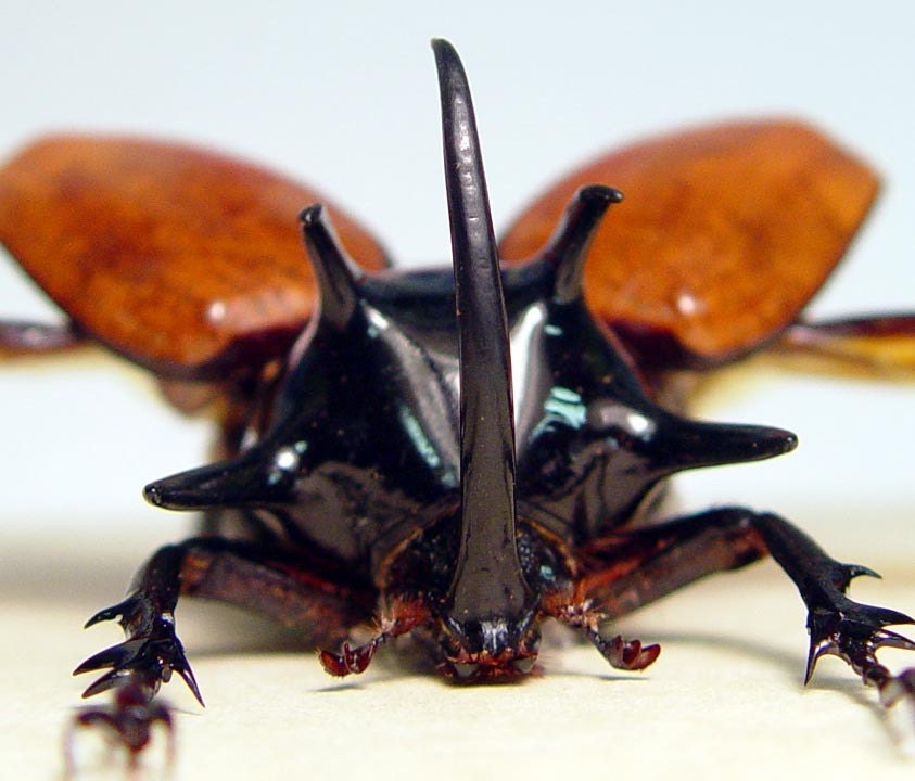 Real Framed 5 Horn Flying Beetle Uv Blocking Conservation Display 2312