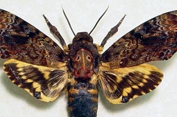 Real Framed Deaths Head Moth Silence Of The Lambs 653f