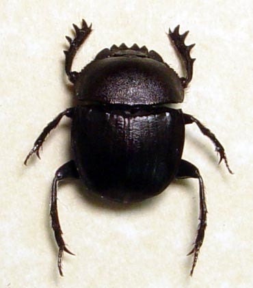 Sacred Scarab Ancient Egyptian Scarabaeus Beetle Framed 2480