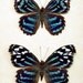 Blue Myscelia Ethusa Pair Real Butterfly Set 7935