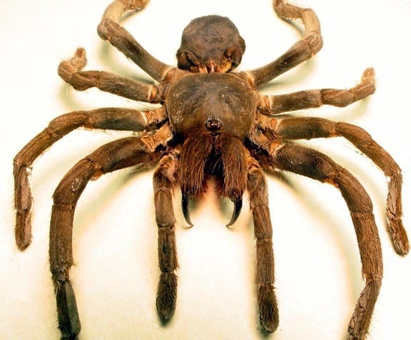 Rusty Red Baboon Tarantula Spider Halloween Decoration Real Insect 2567