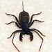 Real Long Tailed Whip Scorpion Real Framed Insect 7974