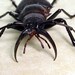 Real Strange Walrus Tusk Beetle Framed Insect 7984