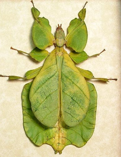 Bright Green Walking Leaf Mimic Real Framed Insect 7981