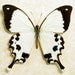 Real Madagascar Swallowtail Framed Butterfly Display 130