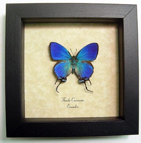Thecla Coronata Blue Male Exotic Real Butterfly 748