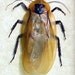 Real Framed Death Head Cockroach 2417