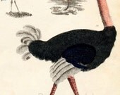 1847 Rare Antique Goldsmith Hand Coloured Copper Plate Engraving of Partridge, Grouse, Ptarmigan, Ostrich