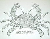 1877 Antique Plate on Crabs