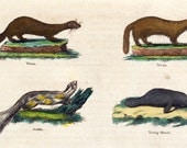 1828 Rare Antique Hand Coloured Lithograph of Seals, Walrus, Mink, Mannatee, Zorille, Canadian Otter. Plate 28. From Buffon's Natural History