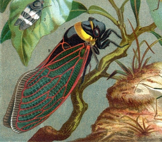 1895 Brillianty Coloured German Chromolithograph of Cicada in a Lovely Floral Setting