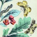 1889 Rare Antique Hand Coloured Lithograph of Butterflies by Karl Friedrich Berge. No. 49