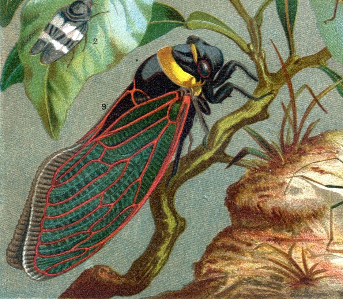 1895 Brillianty Coloured German Chromolithograph of Cicada in a Lovely Floral Setting