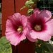 Hollyhock Seeds Old Fashioned Hollyhocks