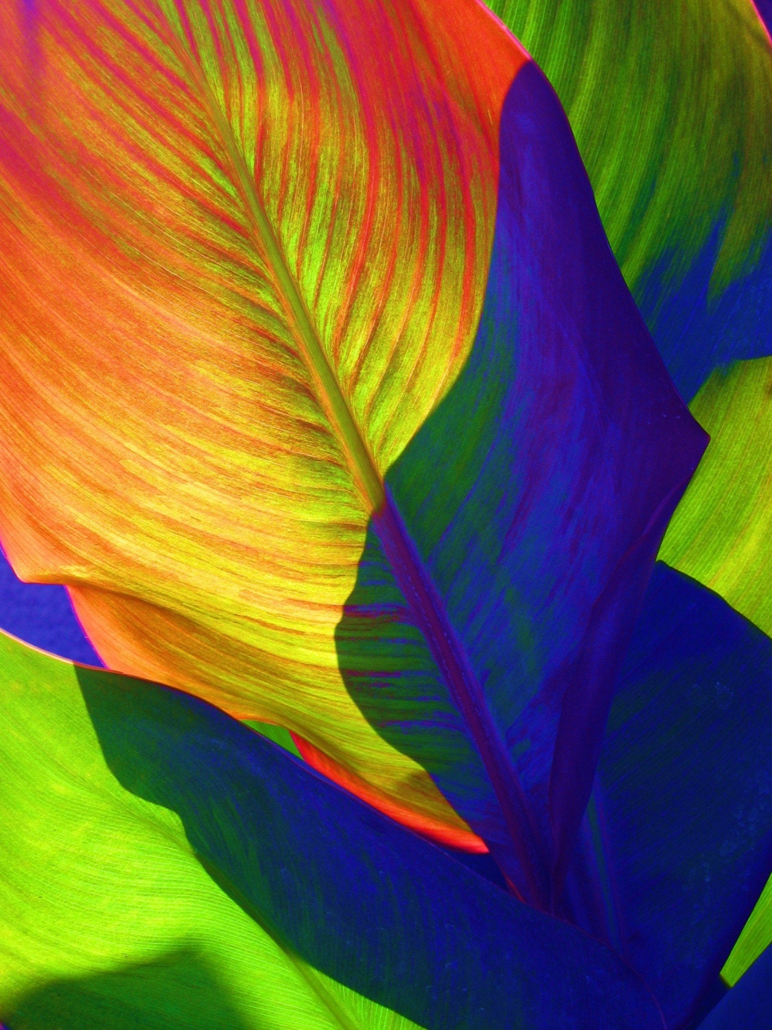 Unbeleafable Photo Print