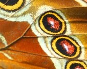 Brown and Yellow Butterfly Wing - 5x5 Painted Pixels Art Metallic Canvas Textured Photograph Print - Made by artstudio54 on ETSY