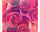 Red Roses - 5x5 Retro Square Metallic Art Photograph Print - Made by artstudio54 on ETSY