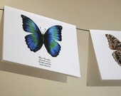 Butterflies Sampler set of 6 notecards
