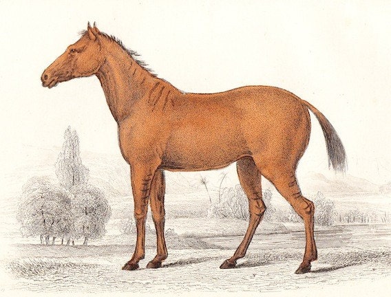 Antique Equine Horse Print . Dated 1854 . Original old vintage engraving plate animal specimen illustration