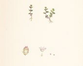 Vintage Herb Print . Bastard Pimpernel (Centunculus minimus)  . original old antique plate hand coloured engraving dated 1880