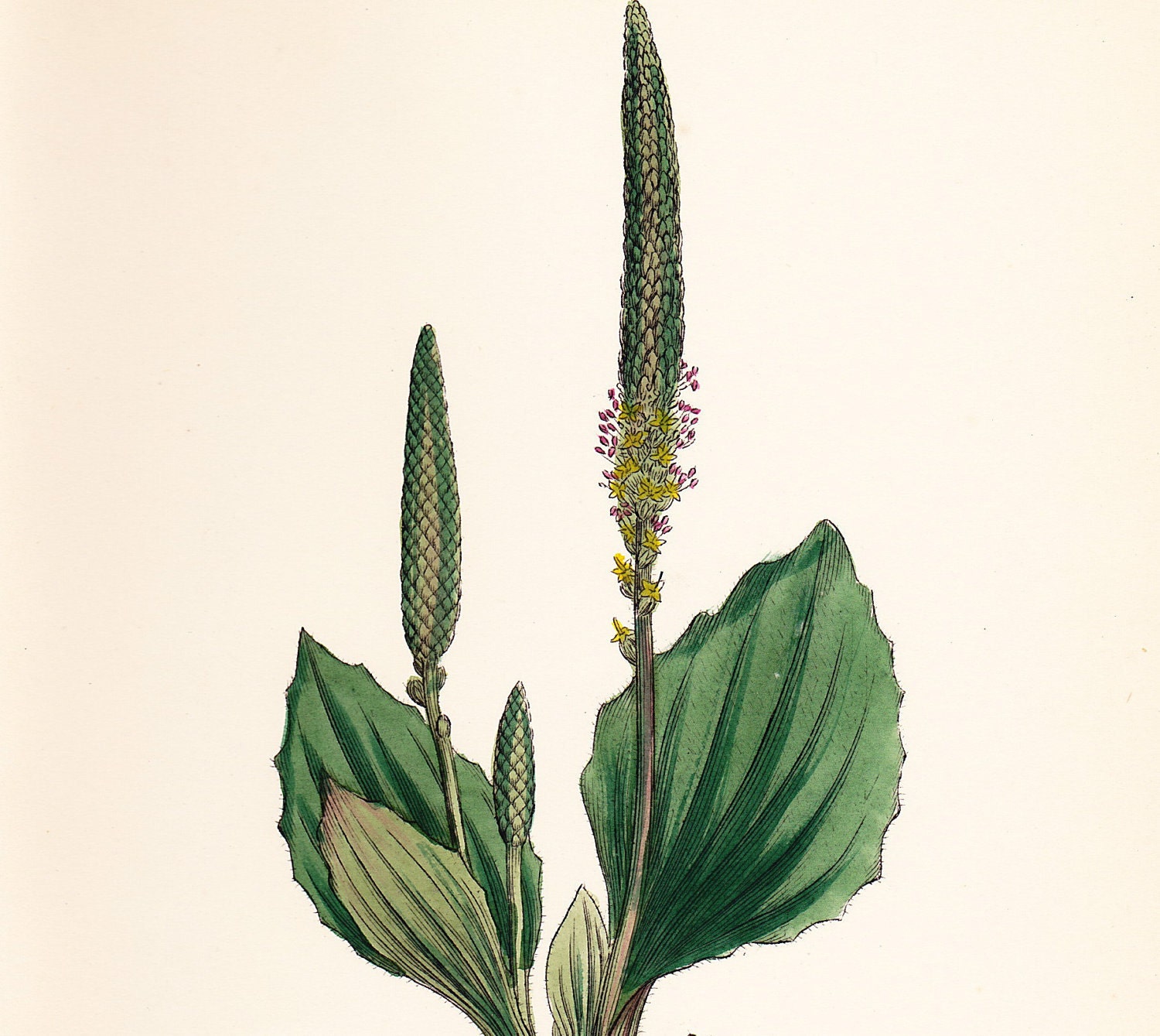 Greater Plantain (Plantago major) Original Antique Vintage Botanical Plate Print dated 1880