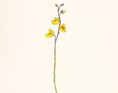 Lesser Bladderwort (Utricularia minor) Original Antique Vintage Botanical Print Old Plate dated 1880