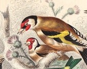1866 GARDEN BIRD PRINT (GOLDFINCH, SISKIN, REED BUNTING) - GOLDSMITH ORIGINAL HAND COLOURED ENGRAVING ART