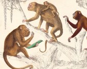 Circa 1850 Goldsmith Monkey Print (II) - original hand coloured engraving