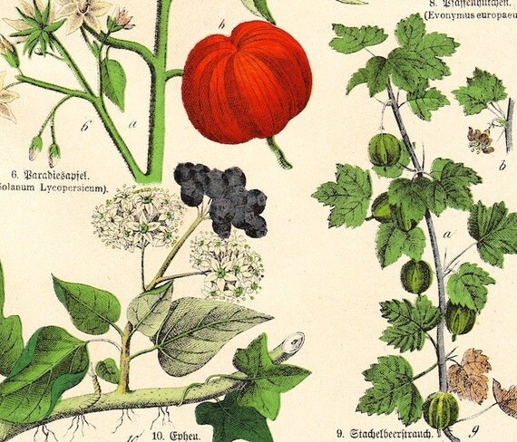 etsyprojectembrace . Antique Botanical Print . Schubert plate XII . original german chromolithograph dated 1890
