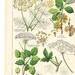 Antique Vegetable Plant Print plate XIV . dated 1890 original german chromolithograph