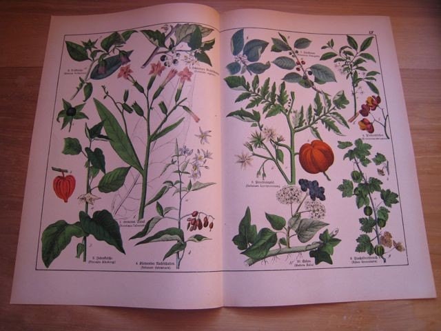 etsyprojectembrace . Antique Botanical Print . Schubert plate XII . original german chromolithograph dated 1890