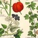 etsyprojectembrace . Antique Botanical Print . Schubert plate XII . original german chromolithograph dated 1890