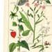 etsyprojectembrace . Antique Botanical Print . Schubert plate XII . original german chromolithograph dated 1890