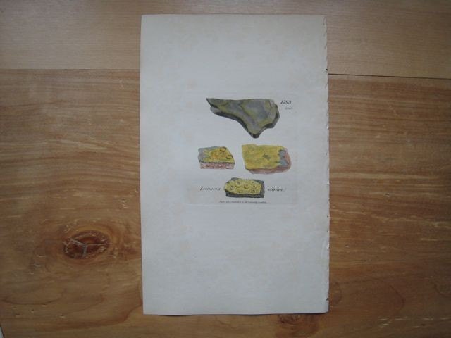 Antique Botanical Print . Lemon coloured wall lichen (lichen citrinus) plate 1793 original engraving dated 1808