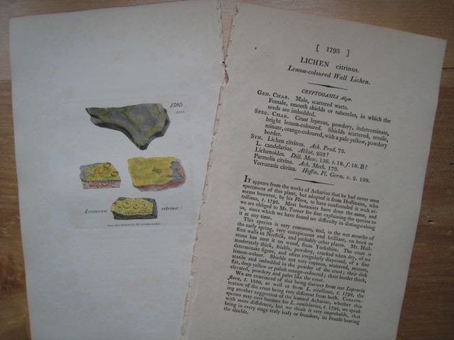 Antique Botanical Print . Lemon coloured wall lichen (lichen citrinus) plate 1793 original engraving dated 1808