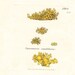 Antique Print . Yellow candle lichen (lichen candelarius) first edition botanical plate 1794 with original hand colouring dated 1808
