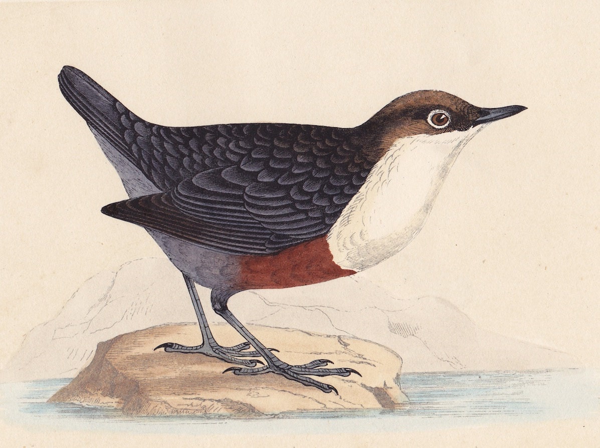 Dipper print . original antique bird plate woodblock . vol III, dated 1853 old vintage