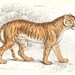 1834 The Tiger (Felis Tigris) First Edition Jardine Feline Print - original old hand coloured engraving art