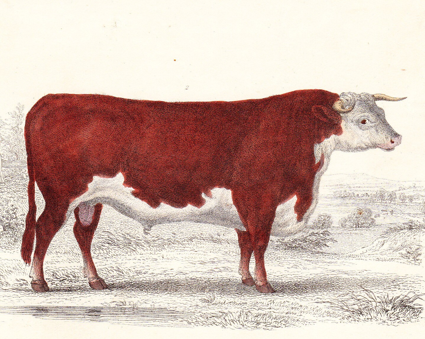 Cow And Ox