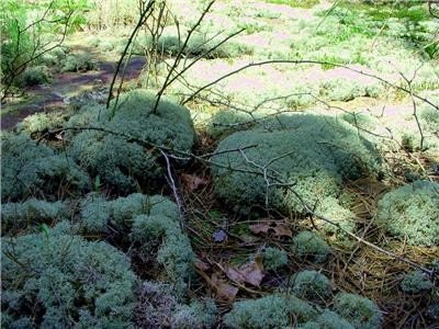 Reindeer Moss-1 sandwich Bag-Great as a ground cover -Terrariums-Railroad hobbyist