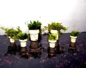 Small moss pots-Preserved Moss-LIVE moss-Splattered  Miniature Flower pots filled with Preserved moss-No water needed for these-Set of 3