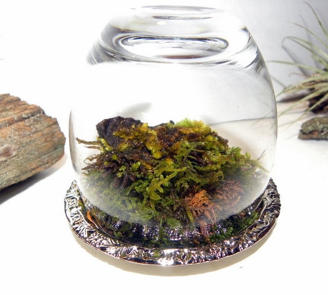 Woodland Forest Upside Down Miniature Moss Rock Cloche Terrarium