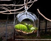 Hanging Glass Globe DIY Moss Terrarium Kit-Live Assorted Moss Lichens & Glass ball included-Wedding Decor