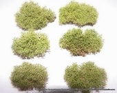 Baby Bundles of Reindeer Moss - 6 small bundles for Terrariums