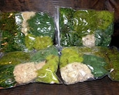 Fern Moss-Reindeer Moss-Mood Moss- Preserved Moss for terrariums with no Fuss-One Gallon Bag full