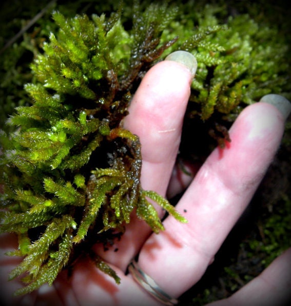 Rough Stalk Feather Moss-Terrarium Moss-Bonsai Moss-Fairy Garden Moss-Live Moss